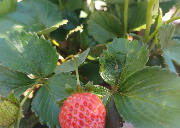 De Luna * ラ・オロタバ