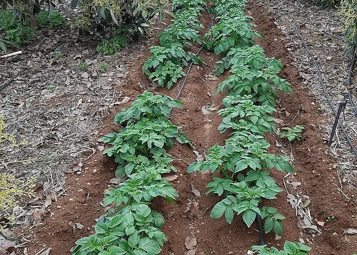 De Luna * ラ・オロタバ