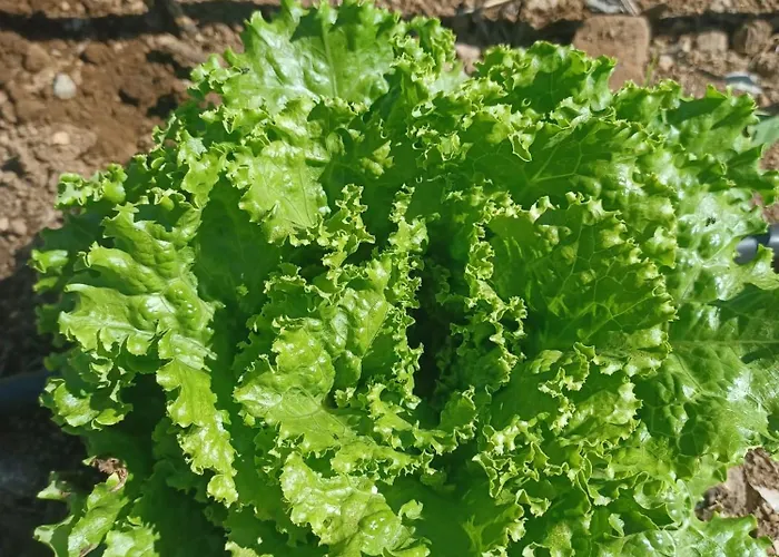 Сasa de vacaciones De Luna