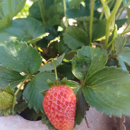 De Luna * La Orotava