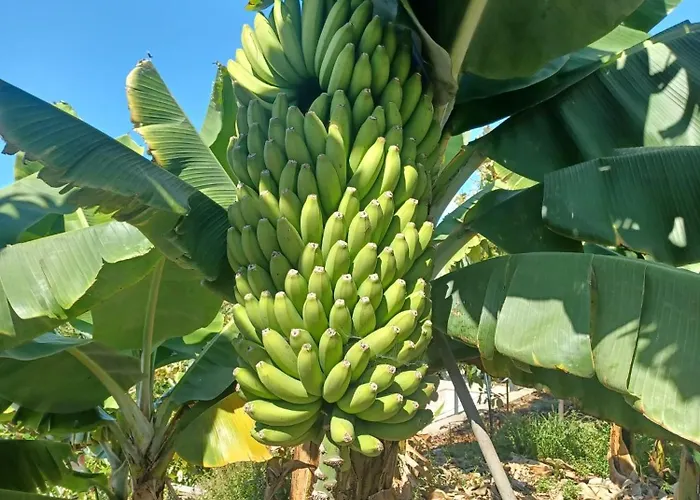 De Luna Hébergement de vacances La Orotava
