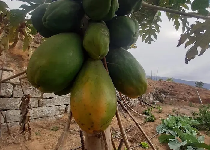 Hébergement de vacances De Luna La Orotava