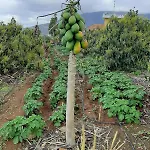 Nyaraló De Luna